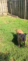 Boulder, a male American Bully for sale in Cherry Hill, NJ – 6 of 6