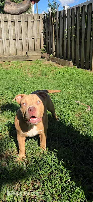 Boulder – American Bully puppy for sale in Cherry Hill, NJ