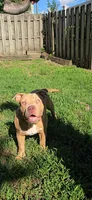 Boulder, a male American Bully for sale in Cherry Hill, NJ – 1 of 6