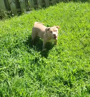 Honey, a female American Bully for sale in Cherry Hill, NJ – 4 of 4