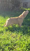 Dot, a female American Bully for sale in Cherry Hill, NJ – 2 of 7