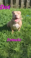 Dot, a female American Bully for sale in Cherry Hill, NJ – 1 of 6