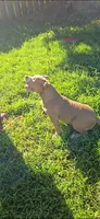 Scarlette, a female American Bully for sale in Cherry Hill, NJ – 9 of 9