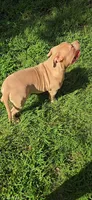 Hunny, a male American Bully for sale in Cherry Hill, NJ – 5 of 8