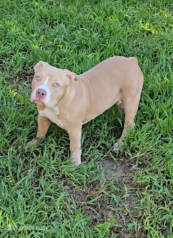 Dot – American Bully puppy for sale in Cherry Hill, NJ