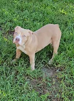 Dot, a female American Bully for sale in Cherry Hill, NJ – 1 of 7