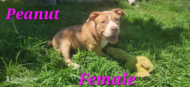 Peanut – American Bully puppy for sale in Cherry Hill, NJ