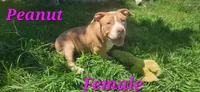 Peanut, a female American Bully for sale in Cherry Hill, NJ – 1 of 7