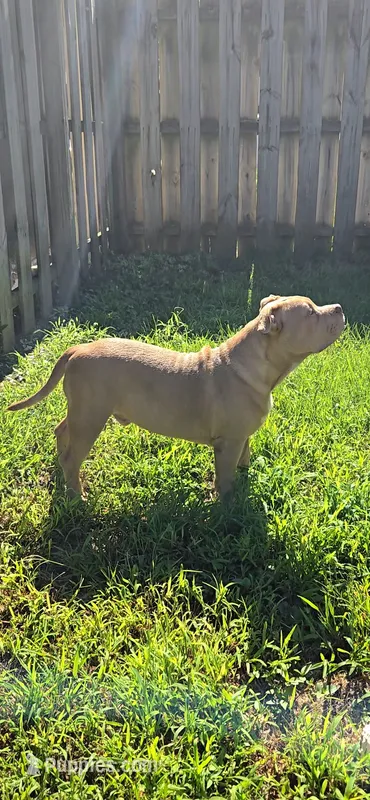 Boulder – American Bully puppy for sale in Cherry Hill, NJ