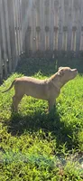 Boulder, a male American Bully for sale in Cherry Hill, NJ – 2 of 6