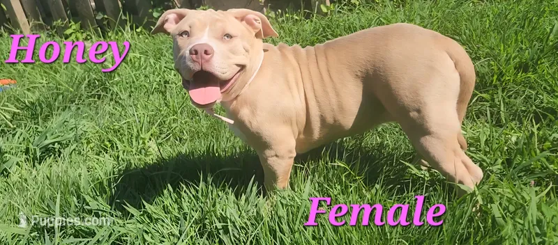 Honey – American Bully puppy for sale in Cherry Hill, NJ
