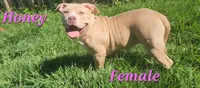 Honey, a female American Bully for sale in Cherry Hill, NJ – 1 of 4