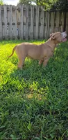Scarlette, a female American Bully for sale in Cherry Hill, NJ – 4 of 9