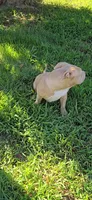 Hunny, a male American Bully for sale in Cherry Hill, NJ – 3 of 8