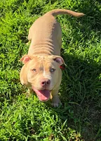 Hunny, a male American Bully for sale in Cherry Hill, NJ – 6 of 8