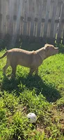 Boulder, a male American Bully for sale in Cherry Hill, NJ – 4 of 6