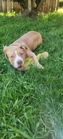 Peanut, a female American Bully for sale in Cherry Hill, NJ – 6 of 7