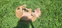 Peanut, a female American Bully for sale in Cherry Hill, NJ – 5 of 7
