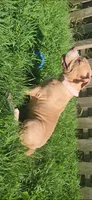 Dot, a female American Bully for sale in Cherry Hill, NJ – 4 of 6