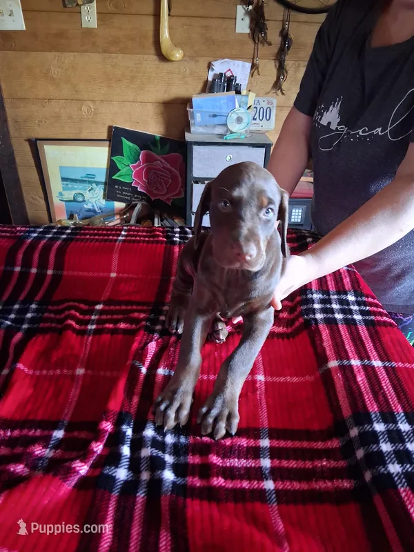 Girl 1 – Doberman Pinscher puppy for sale in Glade Spring, VA
