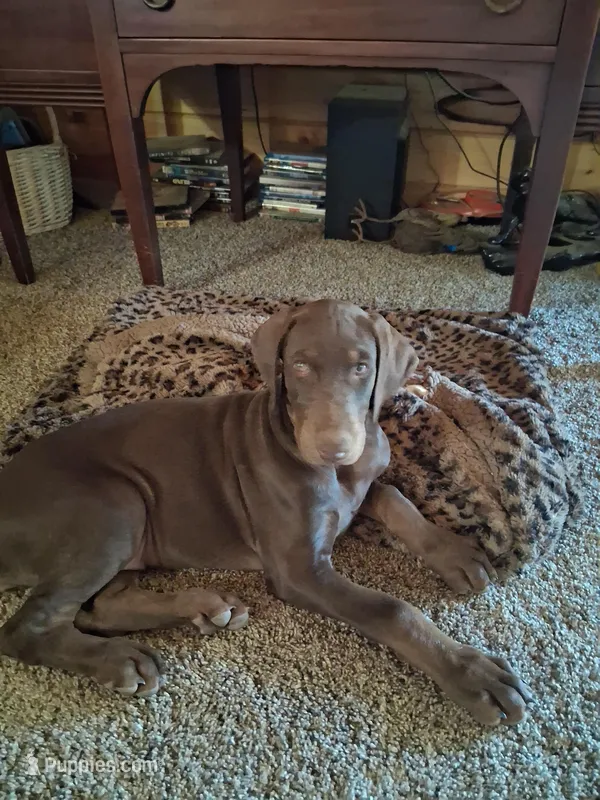 Girl 1 – Doberman Pinscher puppy for sale in Glade Spring, VA