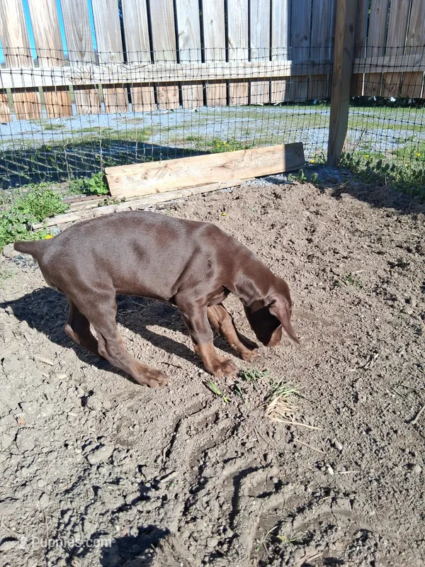 Girl 1 – Doberman Pinscher puppy for sale in Glade Spring, VA