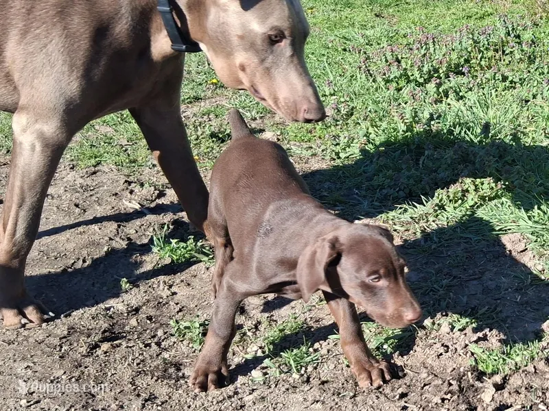 Boy 1 – Doberman Pinscher puppy for sale in Glade Spring, VA