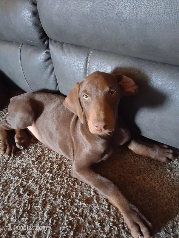 Boy 1 – Doberman Pinscher puppy for sale in Glade Spring, VA