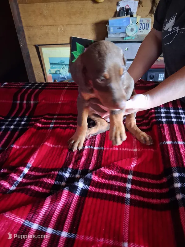 Boy 1 – Doberman Pinscher puppy for sale in Glade Spring, VA