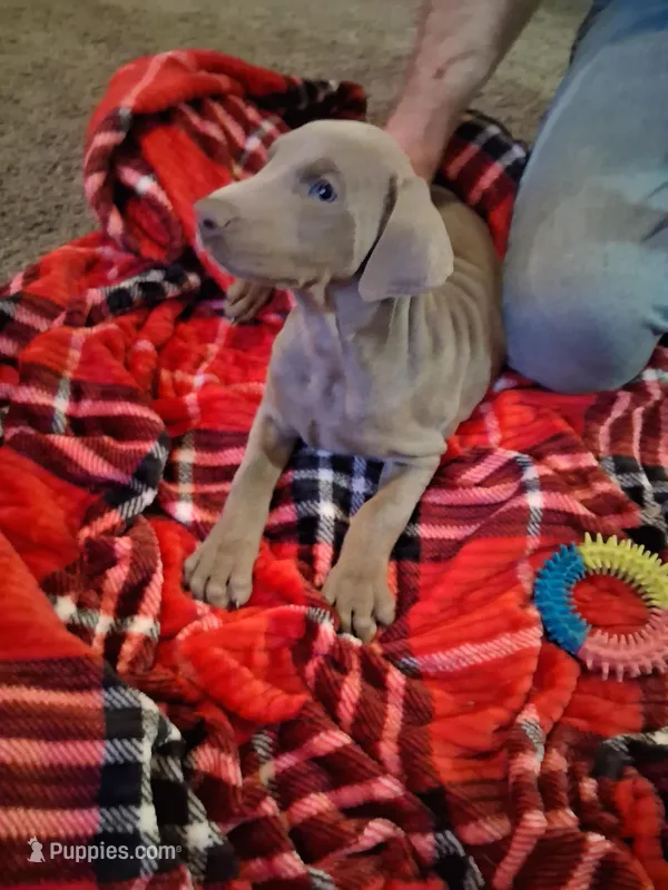 Girl2 – Doberman Pinscher puppy for sale in Glade Spring, VA