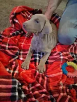 Girl 2, a female Doberman Pinscher for sale in Glade Spring, VA – Photo 2 of 7