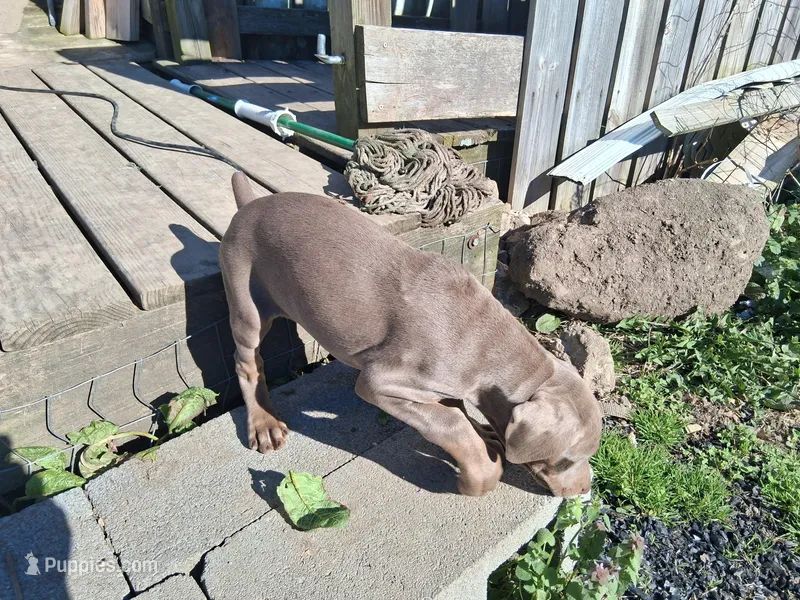 Girl 2 – Doberman Pinscher puppy for sale in Glade Spring, VA