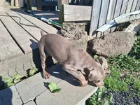 Girl 2, a female Doberman Pinscher for sale in Glade Spring, VA – Photo 1 of 7