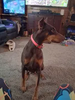 Girl 2, a female Doberman Pinscher for sale in Glade Spring, VA – Photo 5 of 7