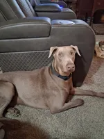 Girl 2, a female Doberman Pinscher for sale in Glade Spring, VA – Photo 4 of 7