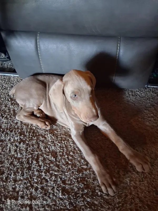 Girl 2 – Doberman Pinscher puppy for sale in Glade Spring, VA