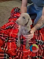 Girl 2, a female Doberman Pinscher for sale in Glade Spring, VA – Photo 6 of 7