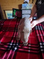 Girl 2, a female Doberman Pinscher for sale in Glade Spring, VA – Photo 3 of 7