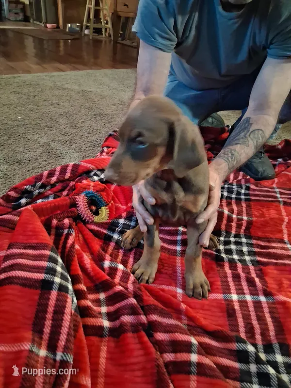 Girl 3 – Doberman Pinscher puppy for sale in Glade Spring, VA