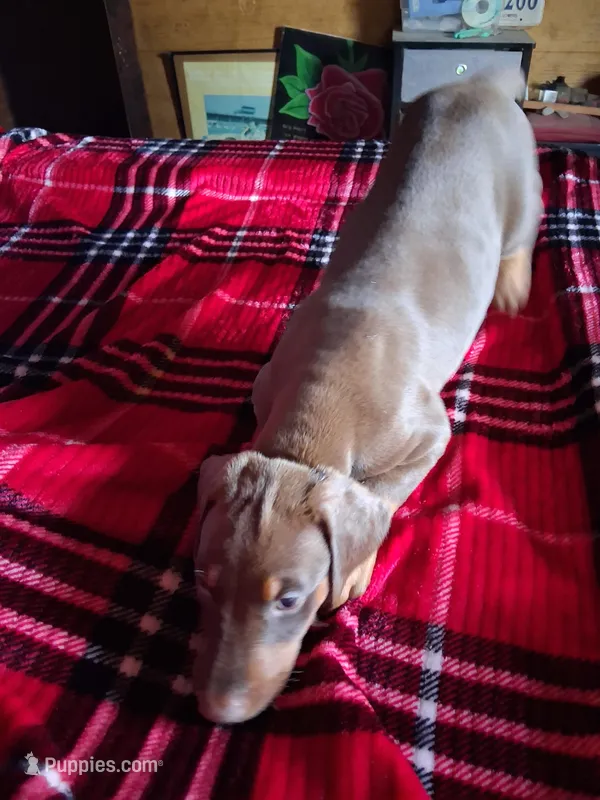 Girl 3 – Doberman Pinscher puppy for sale in Glade Spring, VA