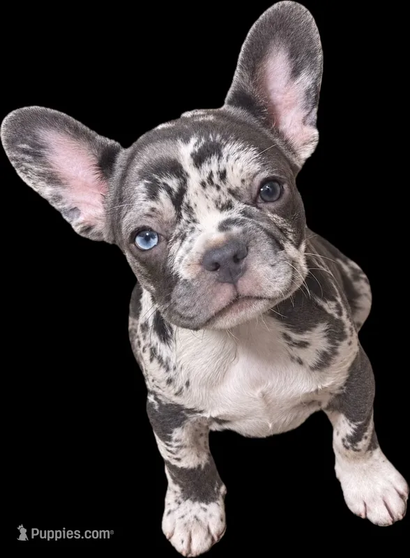 N/A – French Bulldog puppy for sale in Mount Olive, NC
