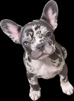 N/A, a female French Bulldog for sale in Mount Olive, NC – 1 of 3