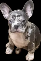 N/A, a female French Bulldog for sale in Mount Olive, NC – 2 of 3