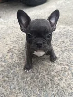 N/A, a male French Bulldog for sale in Mount Olive, NC – 7 of 7