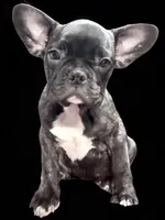 N/A, a male French Bulldog for sale in Mount Olive, NC – 4 of 7