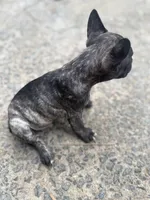 N/A, a male French Bulldog for sale in Mount Olive, NC – 5 of 7