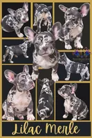 N/A, a female French Bulldog for sale in Mount Olive, NC – 3 of 3