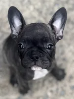 N/A, a male French Bulldog for sale in Mount Olive, NC – 2 of 7