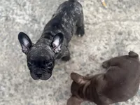 N/A, a male French Bulldog for sale in Mount Olive, NC – 6 of 7