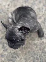 N/A, a male French Bulldog for sale in Mount Olive, NC – 3 of 7